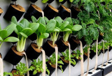 Solusi Lahan Sempit Praktis dan Produktif, Ini 5 Ide Kebun Sayur Polybag Gantung