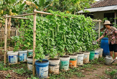 Mudah! Ini 7 Cara Membuat Kebun Pare dari Ember Bekas