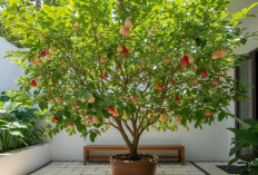 Panen Segar di Rumah, 5 Pohon Buah Dalam Pot untuk Halaman Sempit