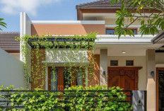 3 Tanaman Hias Daun Unik untuk Dekorasi Teras yang Mudah Dirawat