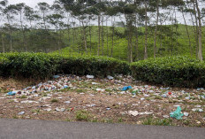 Sampah Dimana-mana, Wisata Kebun Teh Dikeluhkan Pengunjung!
