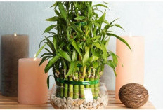 Tanaman Hias Jadi Tren Dekor Rumah 2026, Ini Rekomendasi yang Paling Estetik dan Mudah Dirawat