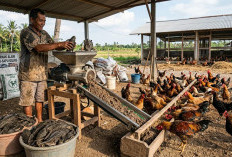 Kualitas Tinggi dan Bernilai Ekonomis, Cara Mengolah Ikan Sapu-sapu Jadi Pakan Ternak