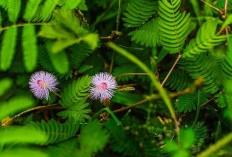 Catat Ya! 14 Jenis Rumput Liar Ini Miliki Beragam Manfaat