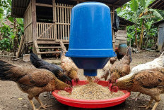 Praktis untuk Peternak Rumahan, Begini Cara Merakit Tempat Pakan Ayam Sistem Grativitasi Sederhana