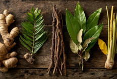 Jangan Anggap Sepele, 5 Herbal Ini Bisa Bantu Jaga Kesehatanmu