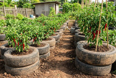 Sulap Limbah Jadi Produktif dan Estetis, Ini 8 Ide Kebun Cabai Sederhana dari Ban Bekas!
