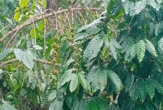 Kopi Kepahiang Diakui Nasional, Dinas Pertanian Ajak Petani Telusuri Isu Varietas Baru
