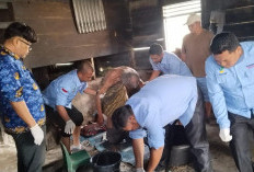 Ngamuk Hingga Melukai Warga, ODGJ Asal Kabawetan Kepahiang Terpaksa di Evakuasi ke RSJ