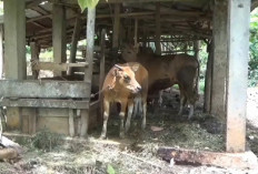 Banyak Permintaan Masyarakat, Pengadaan Hewan Ternak di Distan Ditiadakan!