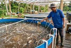 Panen Cepat Untung Berlipat, Ini Cara Memulai Ternak Nila Sistem Bioflok