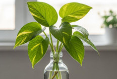 5 Jenis Tanaman Dalam Ruangan yang Cantik dan Asri