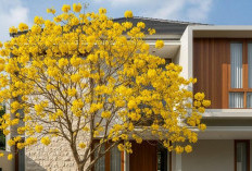 Ini 3 Jenis Pohon Tabebuya yang Cocok untuk Tanaman Rumah