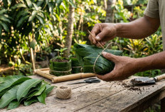 Solusi Ramah Lingkungan untuk Media Semai, Ini Cara  Membuat Polybag dari Daun Mangga!