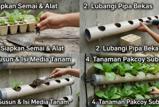 Solusi Hemat Lahan untuk Rumah Minimalis, Ini Cara Membuat Kebun Pakcoy Vertikal dari Pipa Bekas!