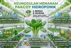 Simak! Ini 4 Keunggulan Menanam Pakcoy Hidroponik untuk Pemula