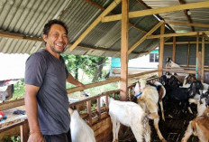 Peternak Kambing Bogor Baru Raup Cuan Jelang Idul Adha