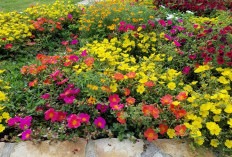 Mudah Dirawat, Ini 5  Pilihan Bunga Penutup Tanah di Taman yang Cantik