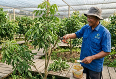 Cepat Berbuah Lebat di Pekarangan Rumah, Ini 5 Cara Merangsang Pohon Kelengkeng