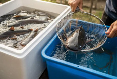 Ini 7 Langkah Praktis Panen Melimpah Cara Ternak Lele di Ember Bekas