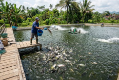 Kolam Agar Cepat Panen, Ini Cara Mempercepat Pertumbuhan Ikan