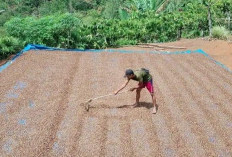 Puncak Musim Panen, Hargo Kopi di Kepahiang Mendadak Turun!