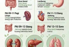 Mengenal Jam Piket Organ Tubuh: Waktu Alami untuk Detoksifikasi dan Pemulihan