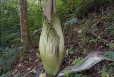 Di Kepahiang, 1 Bunga Bangkai Raksasa Mekar Saat Libur Nataru