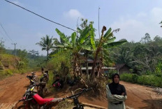 Hidup Terisolasi di Pelosok Muara Kemumu Kepahiang, Warga Jerit Ongkos Ojek Rp3.000/Kg hingga Gas Elpiji Rp65 