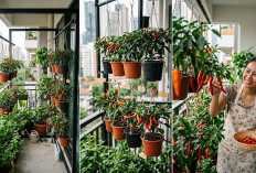 Solusi Produktif di Lahan Sempit, Ini Inspirasi Kebun Cabai Sistem Gantung