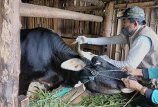 Dinas Pertanian: Jangan Sembarang Beli Hewan Kurban, Ada Label Khusus yang Wajib Diketahui!