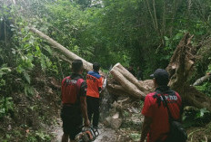 Pohon Tumbang Timpa Rumah Warga Kepahiang, Tutupi Jalan Akses!