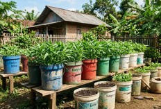 Mudah untuk Pemula, Ini 8 Cara Membuat Kebun Kangkung di Ember Cat Bekas