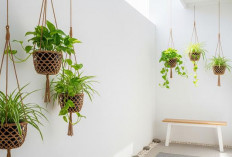 Kekinian 2026, 5 Model Teras Sempit Nuansa Alami dengan Pot Tanaman Gantung