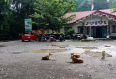 Dinkes Kepahiang Siagakan Stok VAR Usai 187 Kasus Gigitan HPR Terdata