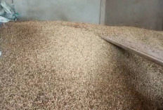 Update Harga Kopi Kepahiang Hari Ini, Turun Banyak!