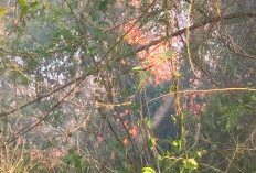 8 Hektare Lahan di Bermani Ilir Hangus Terbakar, Dedi Sukrizal: Masyarakat Jangan Bakar Lahan Sembarangan!