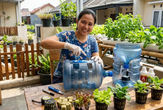 Solusi Praktis Berkebun Hemat di Rumah, Begini Cara Membuat Hidroponik dari Galon Bekas