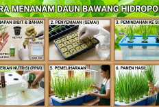 Untuk Pemula, Begini Cara Menanam Daun Bawang Hidroponik