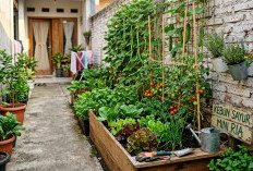 Praktis di Halaman yang Sempit, Ini Cara Praktis Buat Kebun Sayur Mini