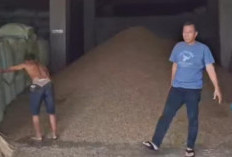 Memasuki Musim Panen, Segini Harga Kopi di Kepahiang Saat Ini!