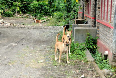 Teror Anjing Diduga Rabies di Kepahiang, 7 Warga Jadi Korban dalam Sehari