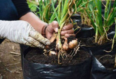 Cara Menanam Bawang Putih di Polybag agar Umbi Besar, Ternyata Ini Rahasia Suksesnya!  