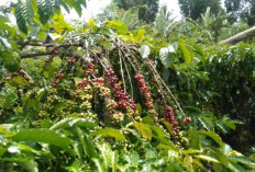 Dongrak Produktivitas, Bupati Kepahiang: Optimalisasi Budidaya Kopi dari Pembibitan hingga Pascapanen