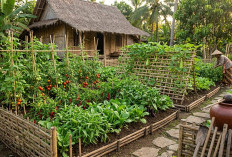 Untuk Organisasi Ibu-ibu Desa, Ini 3 Ide Kebun Sayur Tumpangsari Tradisional