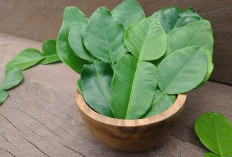 5 Khasiat Rebusan Daun Jeruk Nipis: Anti Radang hingga Jaga Daya Tahan Tubuh