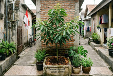 Agar Cepat Berbuah Lebat, Ini 5  Cara Merangsang Alpukat di Lahan Sempit