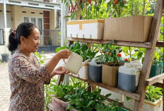 5 Desain Kebun Sayur Vertikal dari Box Bekas, Panen Melimpah Setiap Hari