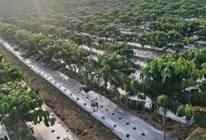 Inovasi Unik Petani Kepahiang: Terapkan Sistem Pagar, Kebun Kopi Kurang dari Setengah Hektare Bisa Muat 1.600 