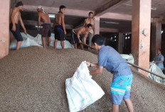 Gawat! Harga Kopi di Kepahiang Turun Lagi